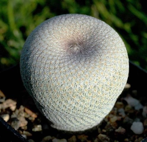 Epithelantha_bokei_2